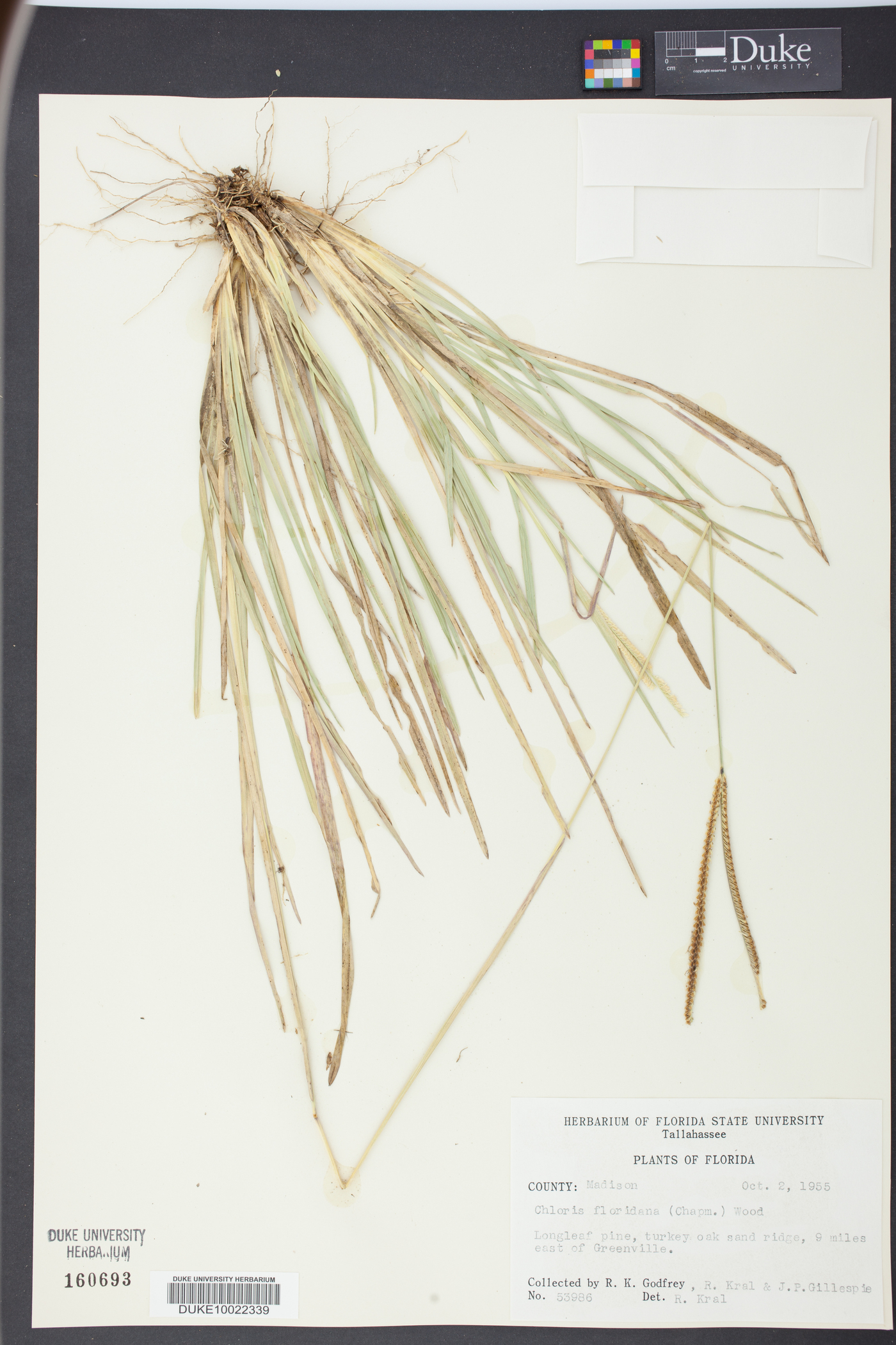 Chloris floridana image