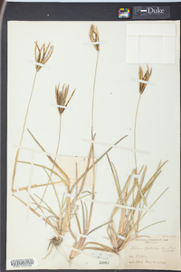 Eustachys petraea image