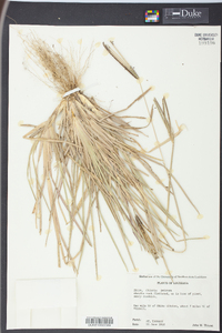 Eustachys petraea image