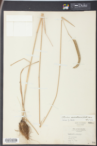 Ctenium aromaticum image