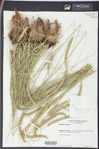 Ctenium aromaticum image