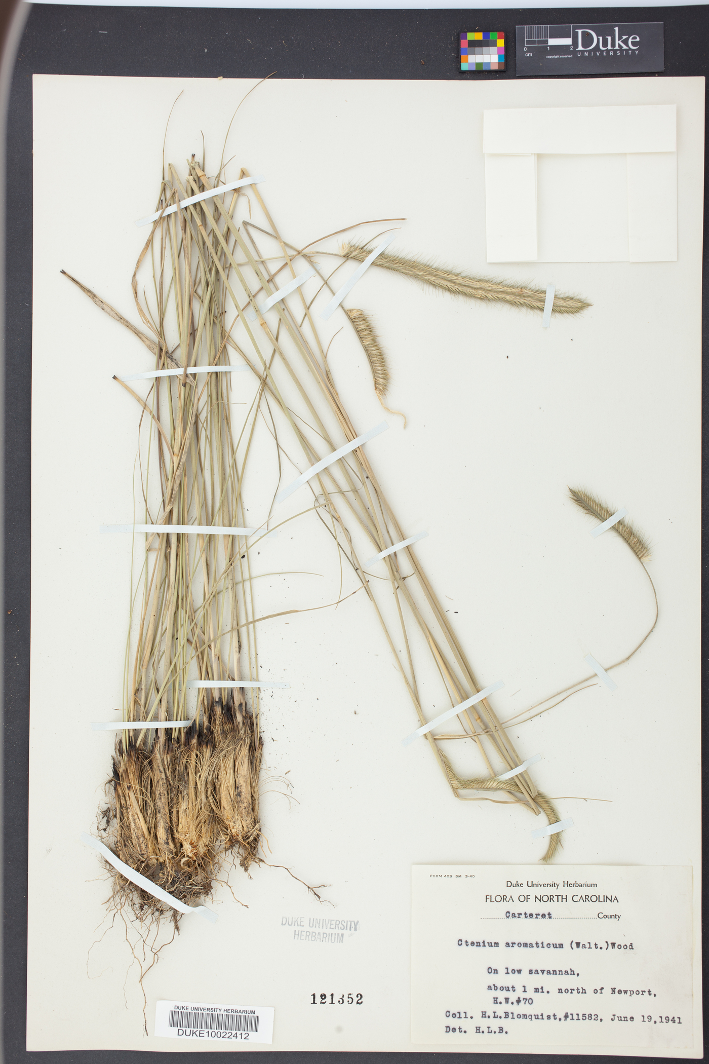 Ctenium aromaticum image