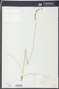 Ctenium aromaticum image