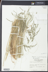 Eragrostis curvula image