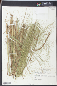 Eragrostis hirsuta image