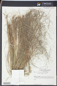 Eragrostis hirsuta image