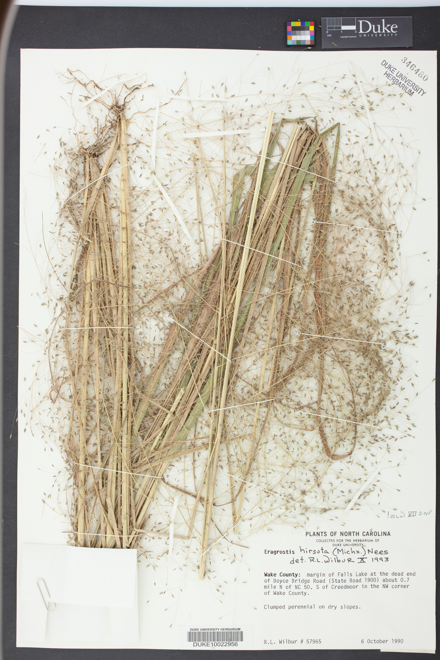 Eragrostis hirsuta image