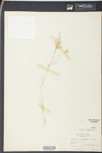 Eragrostis hypnoides image