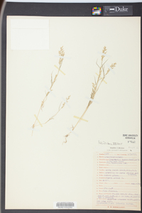 Eragrostis hypnoides image