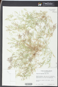 Eragrostis hypnoides image