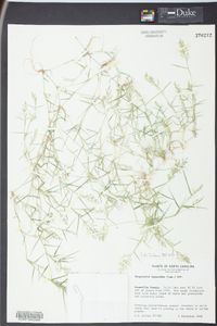 Eragrostis hypnoides image