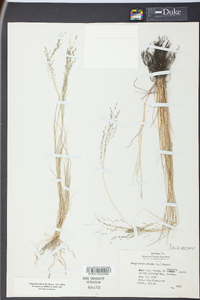 Eragrostis pilosa image