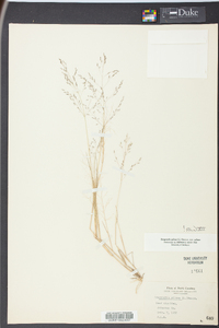 Eragrostis pilosa image