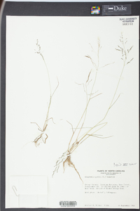 Eragrostis pilosa image