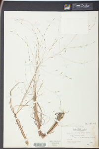 Eragrostis refracta image