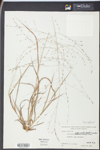 Eragrostis refracta image