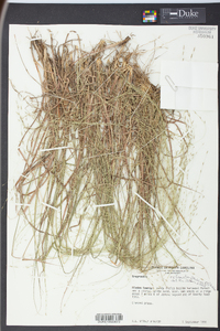 Eragrostis refracta image