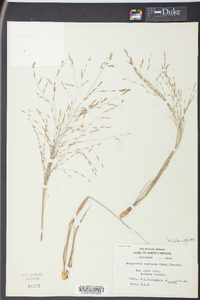 Eragrostis refracta image