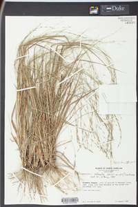 Eragrostis refracta image