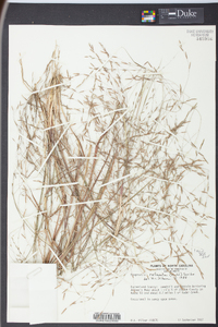 Eragrostis refracta image