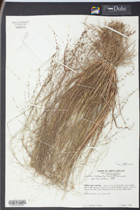 Eragrostis refracta image