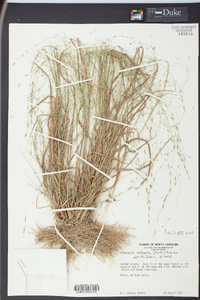 Eragrostis refracta image