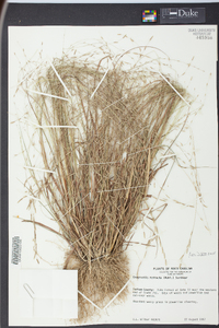 Eragrostis refracta image