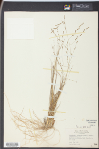 Eragrostis refracta image