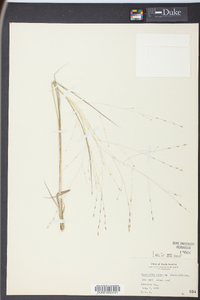 Eragrostis refracta image