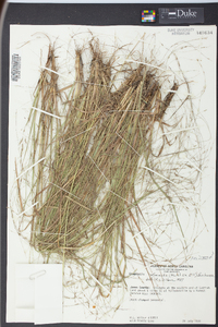 Eragrostis refracta image