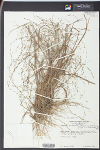 Eragrostis refracta image