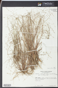 Eragrostis refracta image