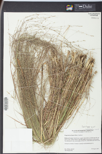 Eragrostis refracta image