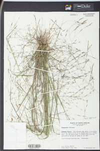 Eragrostis refracta image