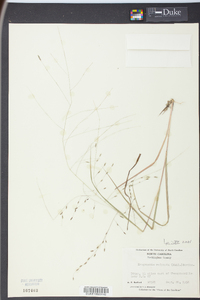 Eragrostis refracta image