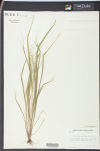 Eragrostis capillaris image