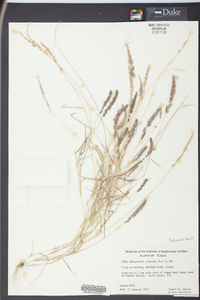 Eragrostis ciliaris image