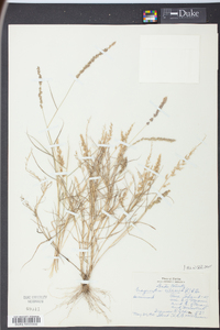 Eragrostis ciliaris image