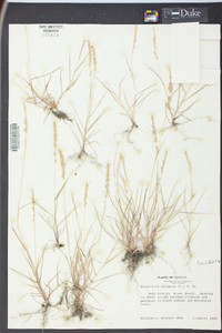 Eragrostis ciliaris image