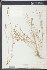 Eragrostis ciliaris image