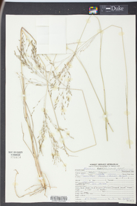 Eragrostis nutans image