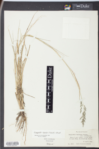 Eragrostis nutans image