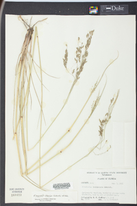 Eragrostis nutans image