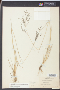 Eragrostis nutans image