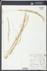 Eragrostis domingensis image