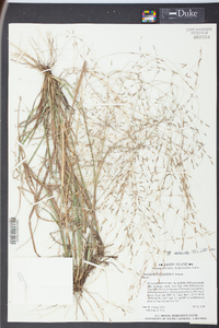 Eragrostis elliottii image