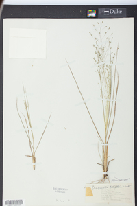 Eragrostis elliottii image