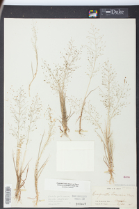 Eragrostis frankii image