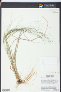 Eragrostis hirsuta image