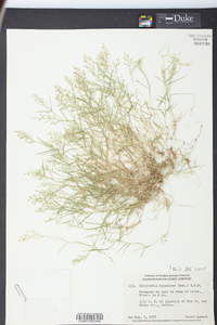 Eragrostis hypnoides image